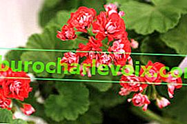 Pelargonium zonal rosebud Pink Rambler