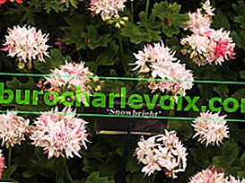 Pelargonium pásmový hvězdicovitý Snowbrigth