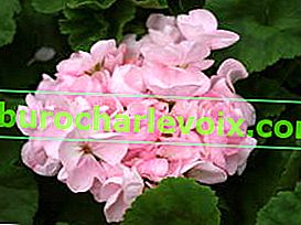 Pelargonium pásmo Ashfield Serenade