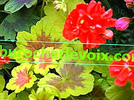 Ochranný štít Pelargonium Zoned Occold