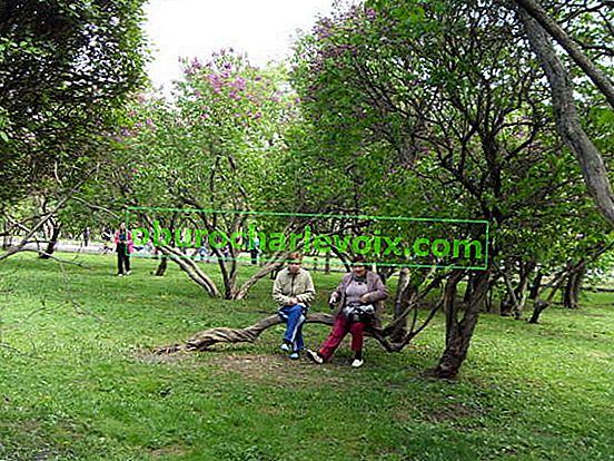 Návštěvníci zahrady sedí na šeříkových kmenech