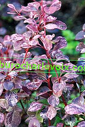Barberry Thunberg Pink Queen