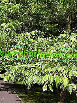 Javorolistý javor variegatum
