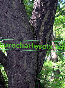 Amur samet (Phellodendron amurense)