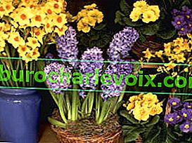 Narcisy, hyacinty, petrklíče