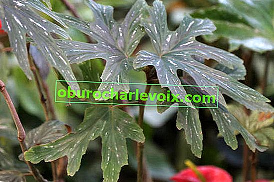 Бегонія скіпетровая (Begonia aconitifolia)