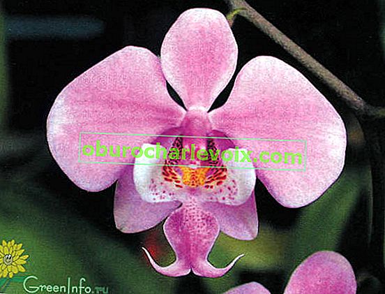 Цвете Phalaenopsis schilleriana