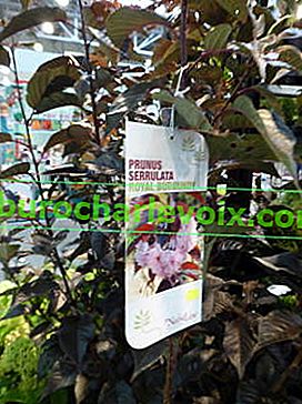 Череша фино нарязана (Prunus cerrulata) Royal Burgundy 