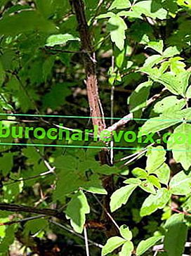 Кленово сиво (Acer griseum)