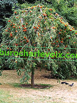Роуан (Sorbus aucuparia) Pendula