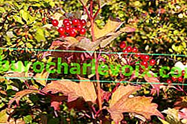 Kalina vulgaris (Viburnum opulus) Парк реколта