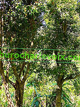  Гвоздичне дерево (Syzygium aromaticum)