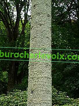 Čilska araucaria, vrt Stourhead (Združeno kraljestvo)