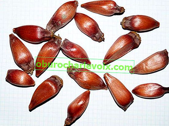 Чилийска араукария, семена