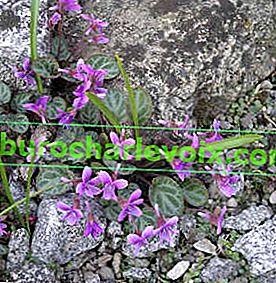 Fialová pestrá variegata