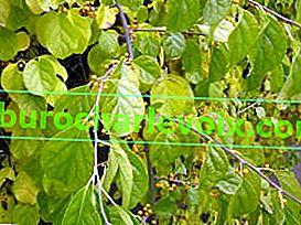 Кръглолистен дървесен червей, узряващи плодове