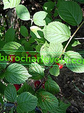 Trešnja od filca (Cerasus tomentosa = Prunus tomentosa)