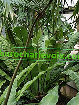 Асплениум, або костенец гніздовий (Asplenium nidus) в оранжереї