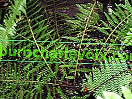 Asplenium ili kost lišća mrkve (Asplenium daucifolium)