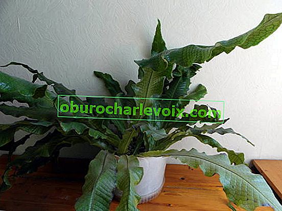 Banana microsorum (Microsorum musifolium), kultivar Crocodylus