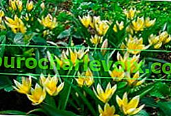 Botanički tulipani za vaš vrt
