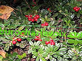 Lingonberry Mazovia