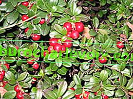 Lingonberry Erntekrene