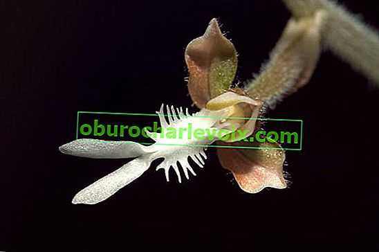 Хибридно цвете Anoectochilus 