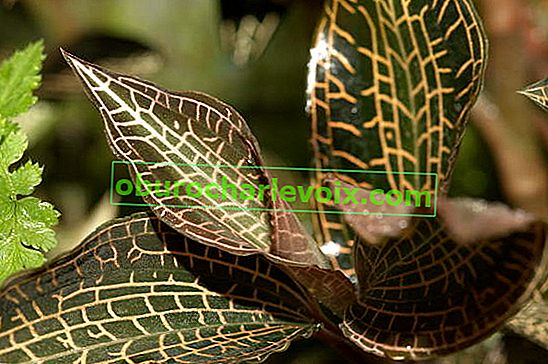 Goodyera Orchidee