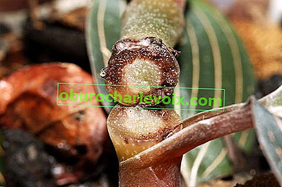 Сіра гниль (Botrytis cinerea) 