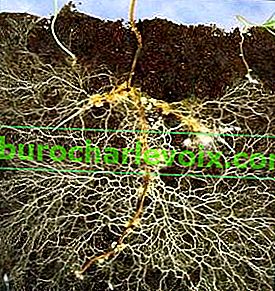 Uzlíky na kořenech rostlin