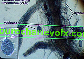 Mykorrhiza dringt in die Wurzeln ein