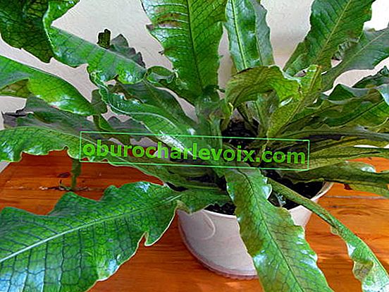 Banana microsorum (Microsorum musifolium), kultivar Crocodylus