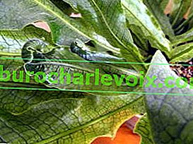 Banana mikrosorum (Microsorum musifolium), sorta Crocodylus