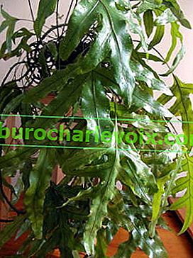 Microsorum diversifolium, klokaní kapradina