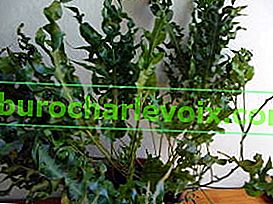 Microsorum scolopendria, kultivar Zelená vlna