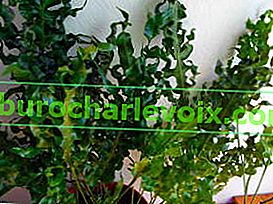 Microsorum scolopendria, sorta Zeleni val
