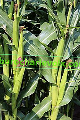 Rostlinná cukrová kukuřice (Zea mays convar.saccarata)